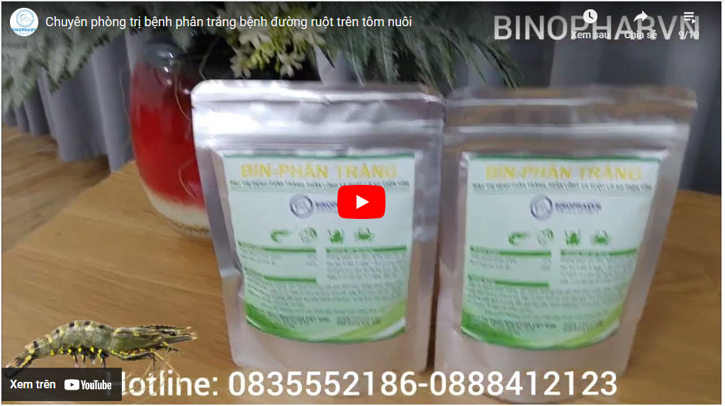 Chuyên phòng trị bệnh phân trắng bệnh đường ruột trên tôm nuôi