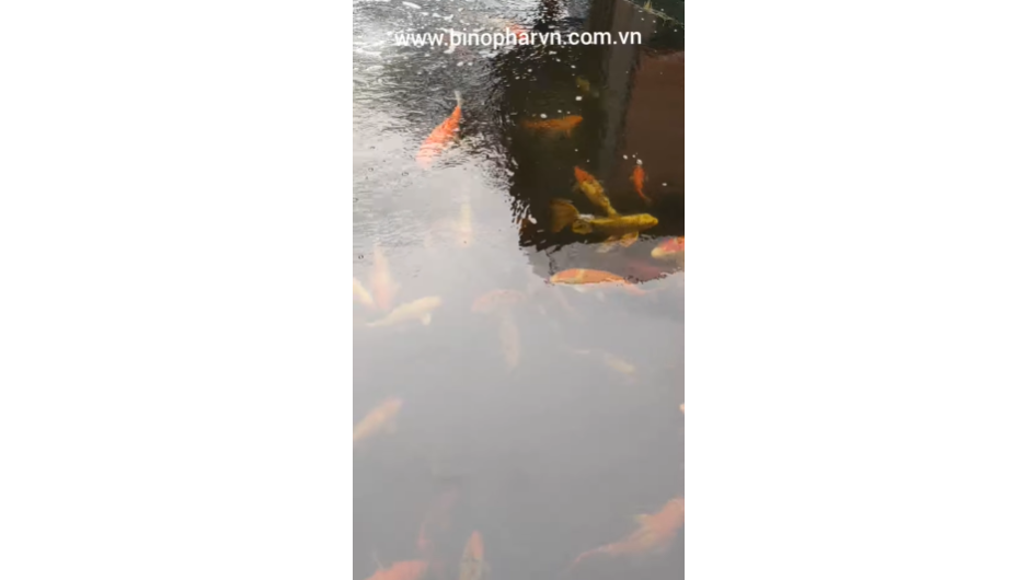 Tư vấn phòng trị bệnh cho cá koi