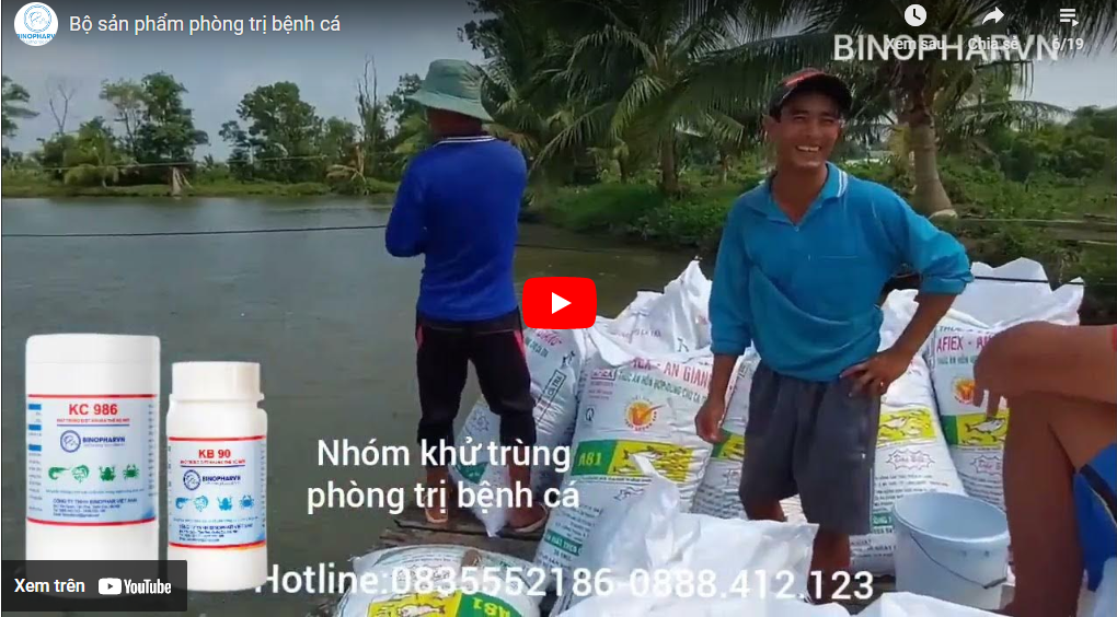 Bộ sản phẩm phòng trị bệnh cá