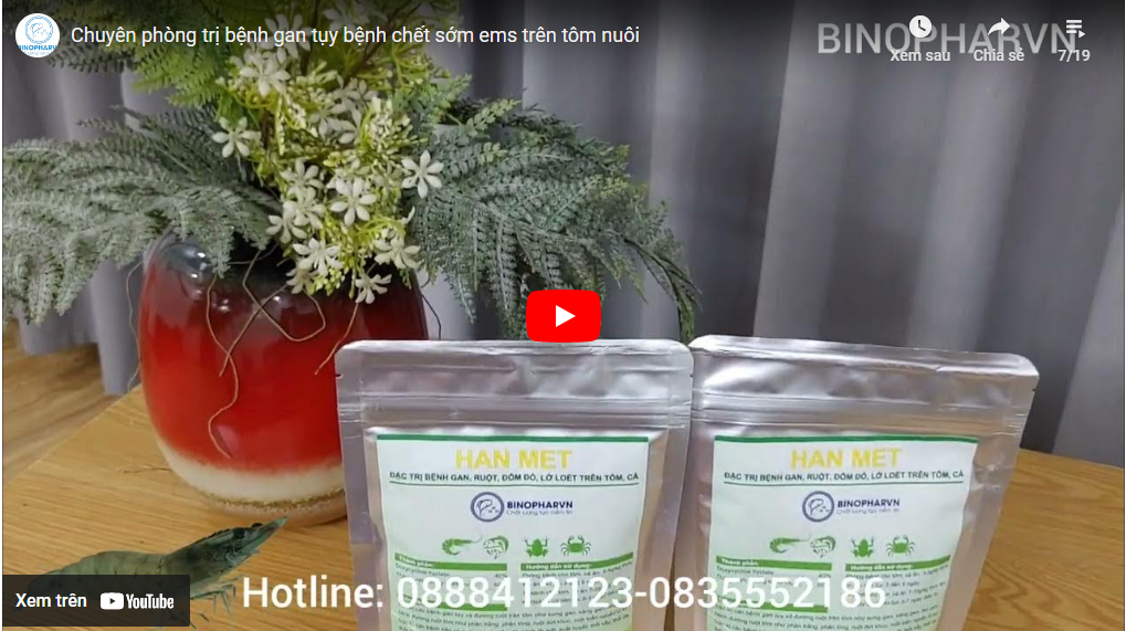 Chuyên phòng trị bệnh gan tụy bệnh chết sớm ems trên tôm nuôi