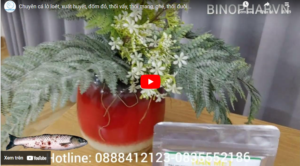Chuyên cá lở loét, xuất huyết, đốm đỏ, thối vẩy, thối mang, ghẻ, thối đuôi…